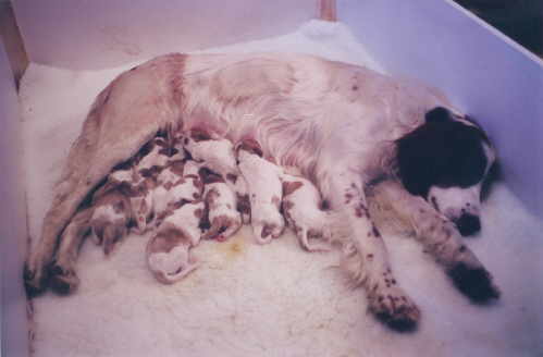 Rosein and her Puppies